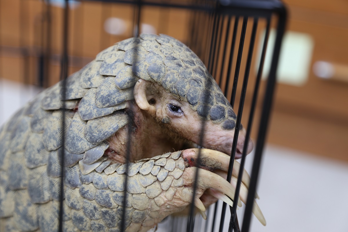 它比大熊貓還珍貴，卻在2年被獵殺到極度瀕危｜美通社頭條