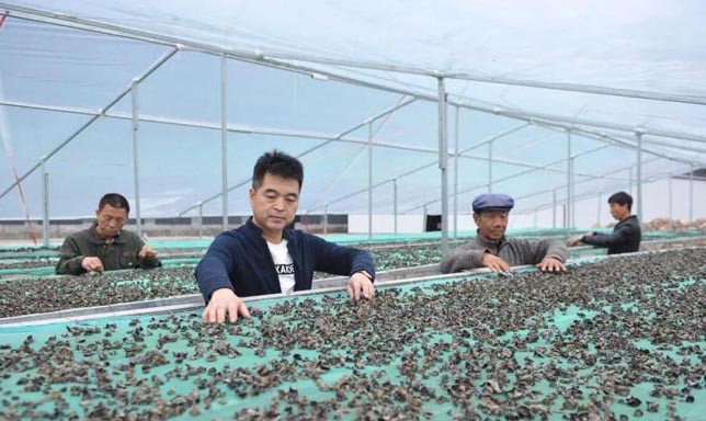 甘肅禮縣杜小軍退伍不退軍人本色，做“鄉(xiāng)村振興”戰(zhàn)略的踐行者